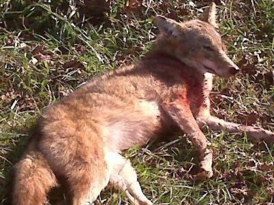 2008 Delaware Coyote Bow Kill