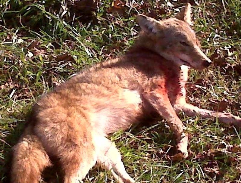 Delaware Coyote Bow Kill