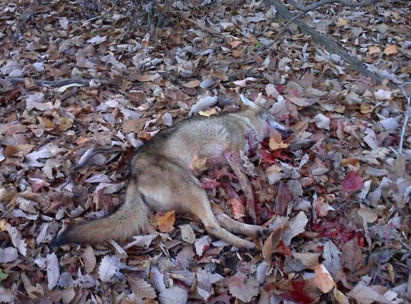 Delaware Coyote Bow Kill 