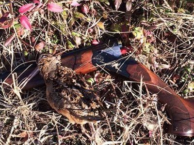 Delaware woodcock hunting