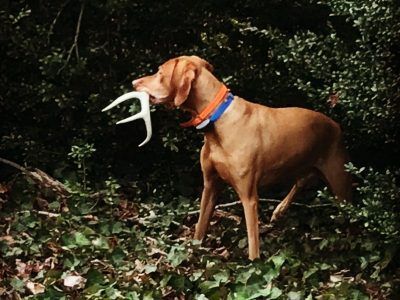 shed hunting in Delaware