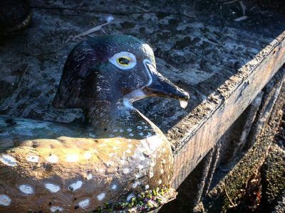 wood duck decoy with ice