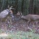Delaware Deer Harvest 2021-22