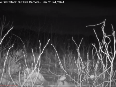 Deer gut pile camera Delaware